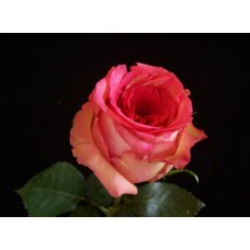 Roses - Latin Ambiance